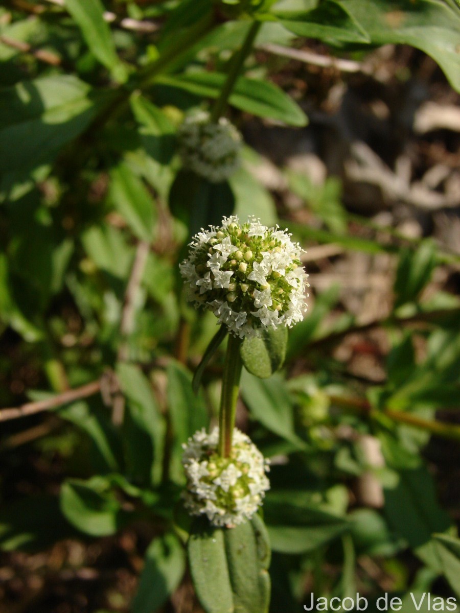 Spermacoce verticillata L.